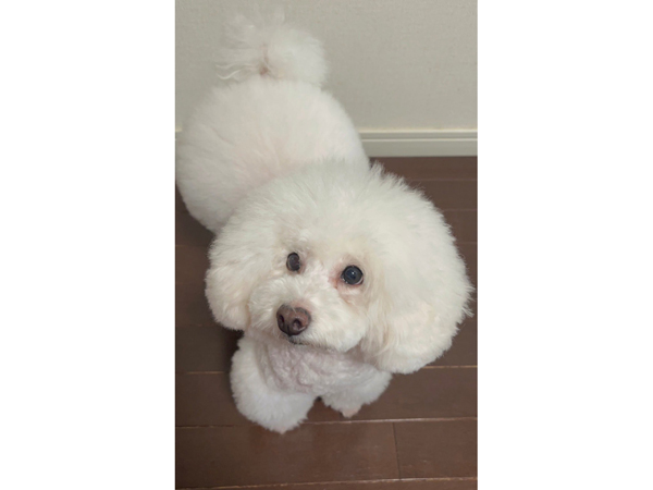 モデル犬卒業後、里親さん宅での様子♪～もんちゃん～